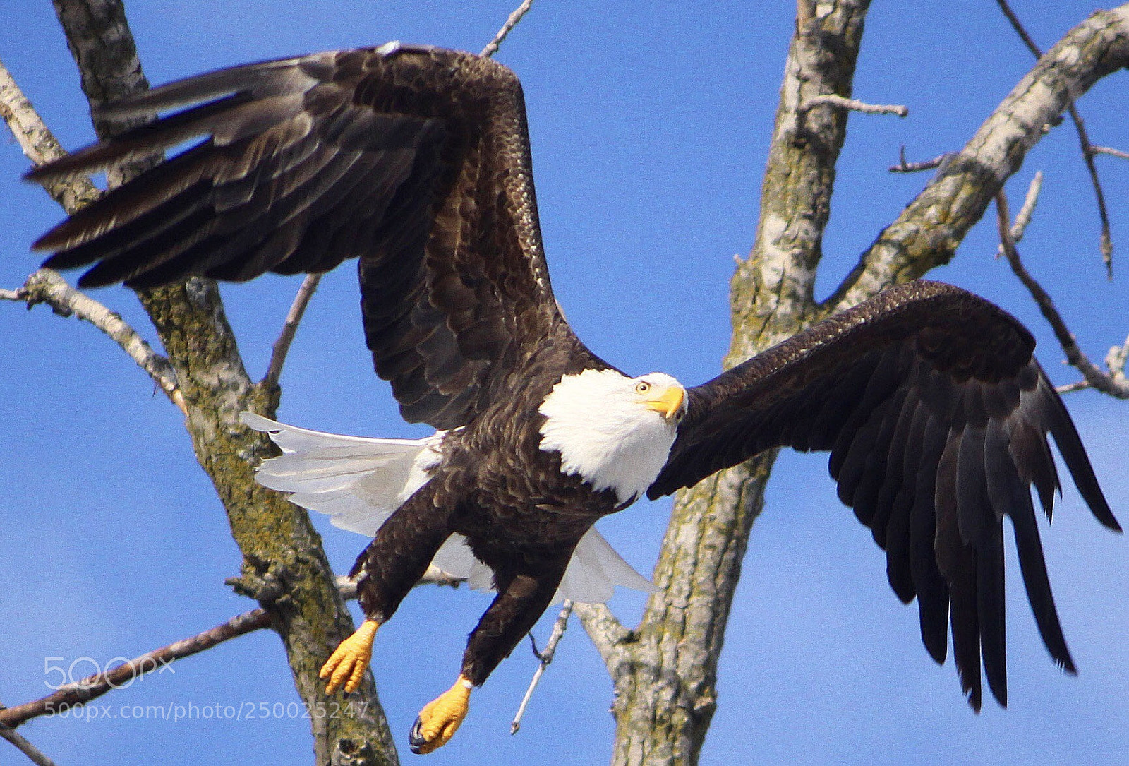 Canon EOS 50D sample photo. Bald eagle photography