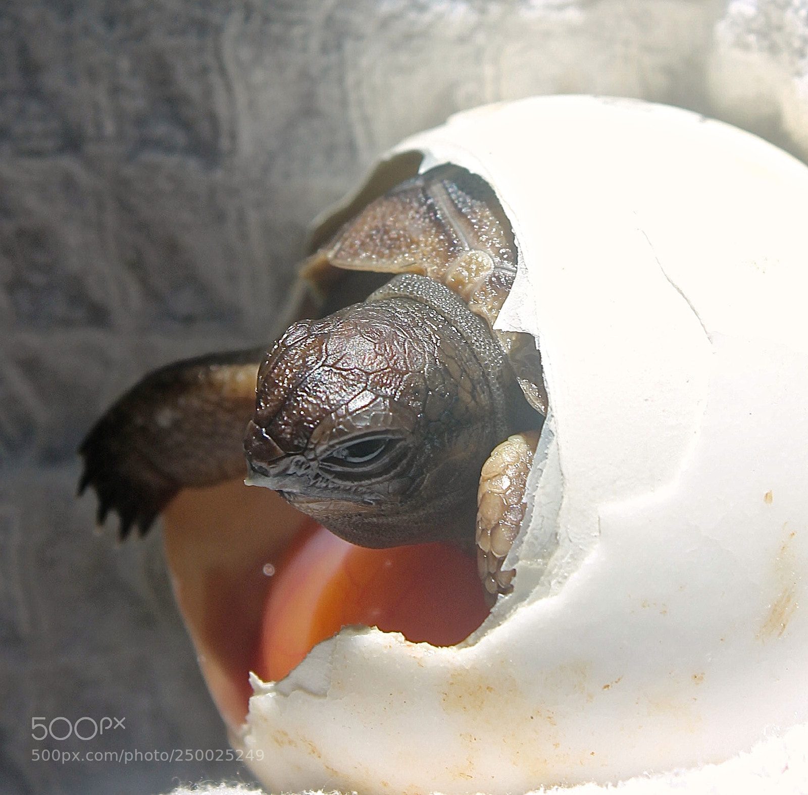 Canon EOS 1100D (EOS Rebel T3 / EOS Kiss X50) sample photo. The tortise hatching photography
