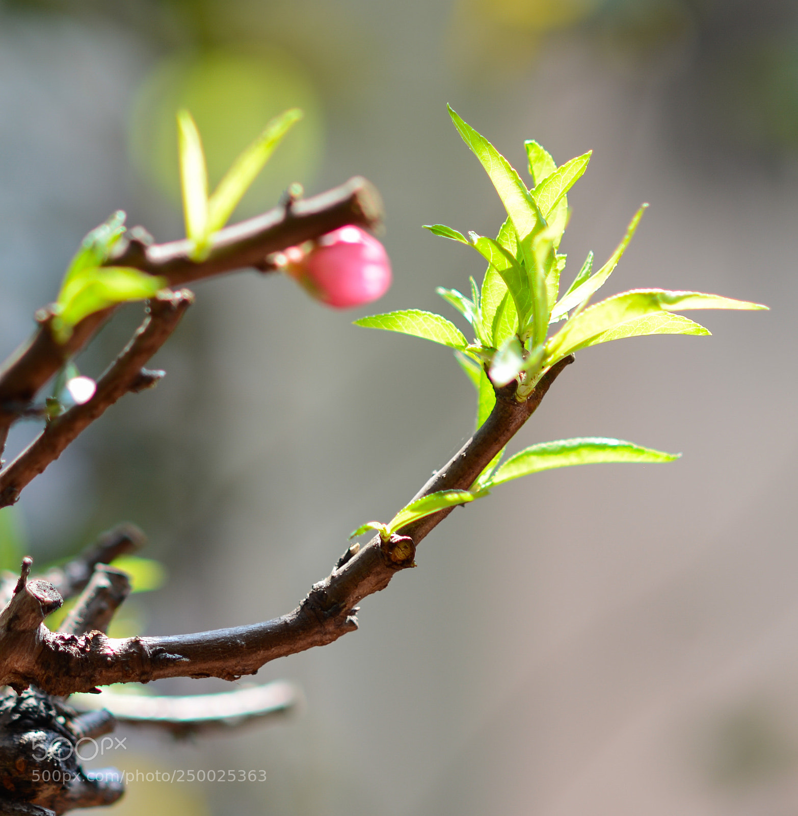 Nikon D600 sample photo. Dsc photography