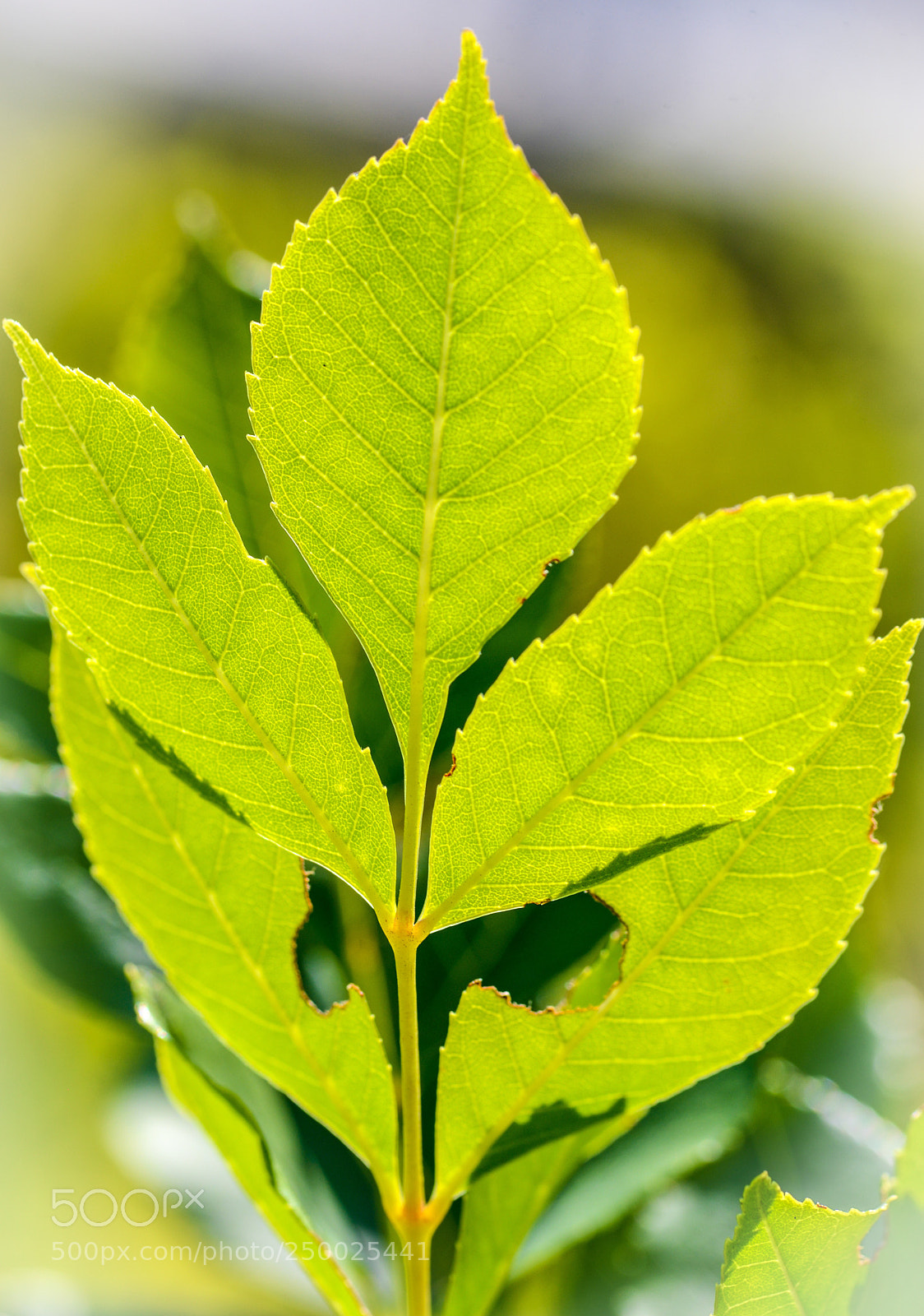 Nikon D600 sample photo. Backlit green  photography