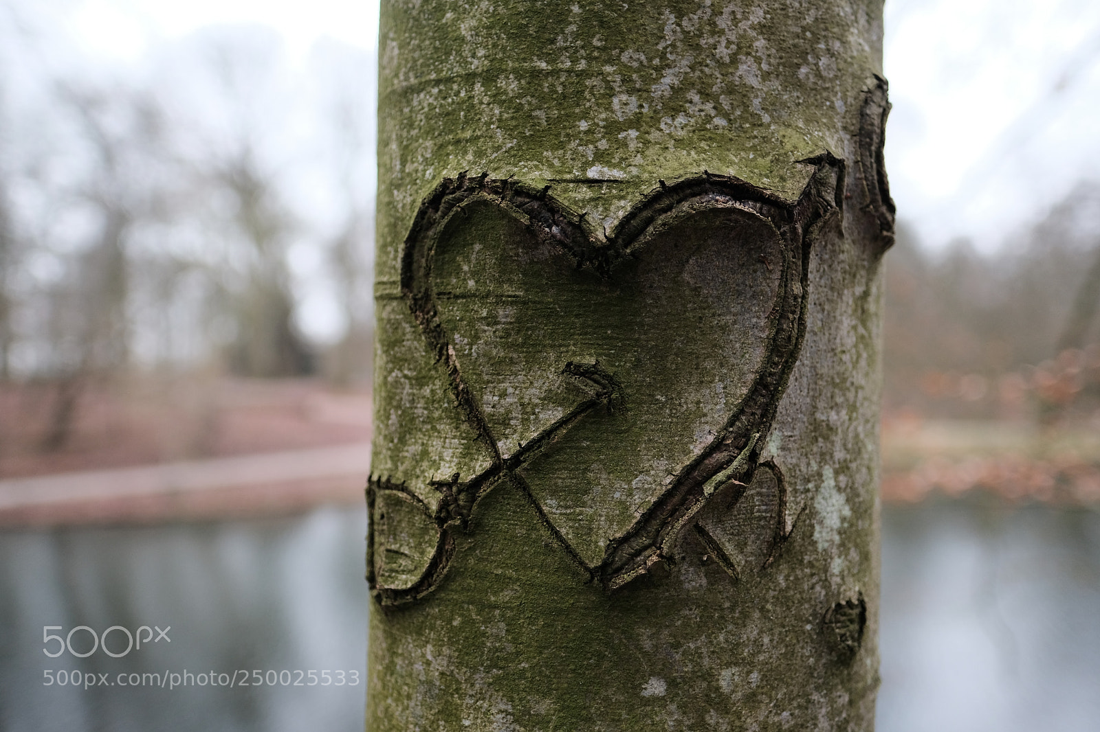 Fujifilm X-Pro2 sample photo. Growing love photography