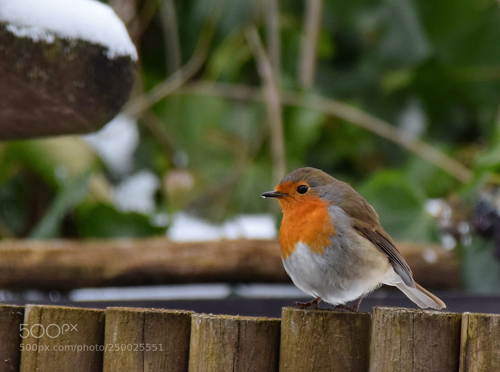 Nikon D5300 sample photo. Robin photography