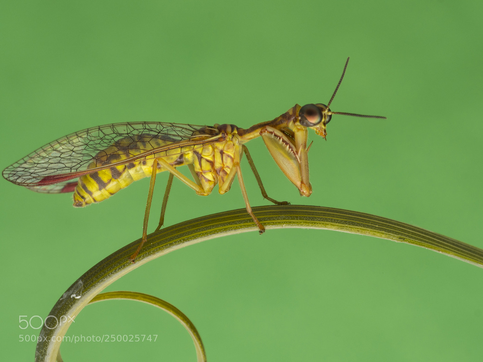 Olympus PEN-F sample photo. Mantis lacewing photography