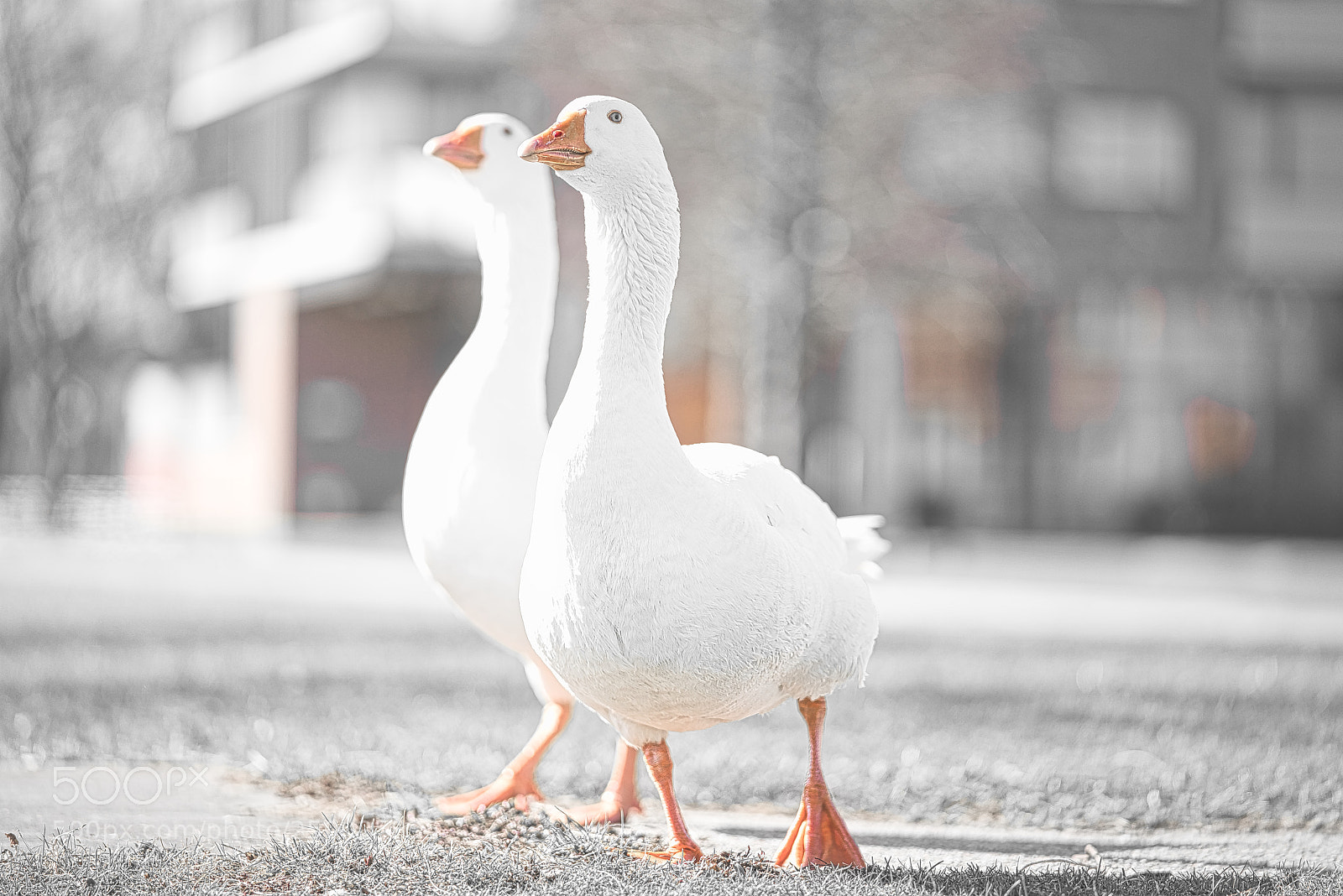 Sony a7R III sample photo. Spring starts, goose couple photography