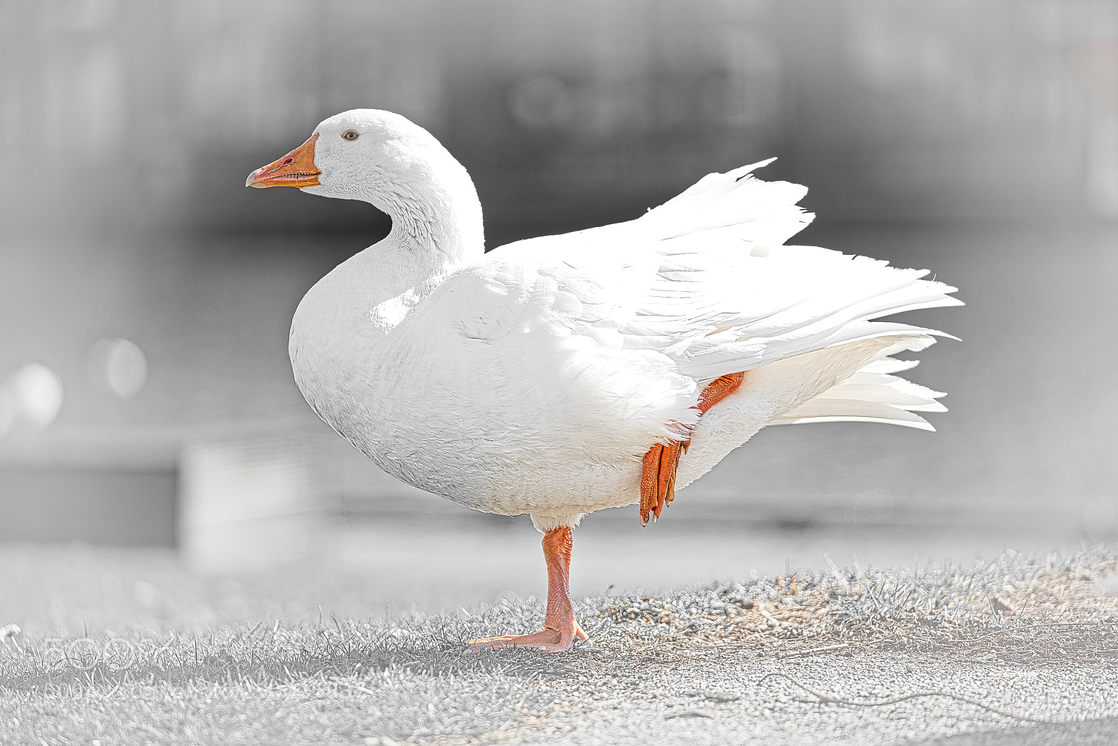 Sony a7R III sample photo. Spring starts, goose couple photography