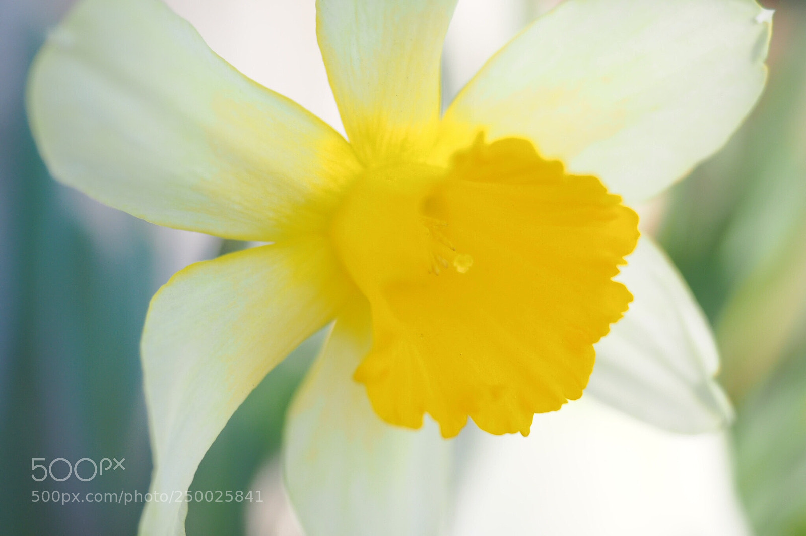 Olympus OM-D E-M10 II sample photo. Spring flowers-narcissus photography