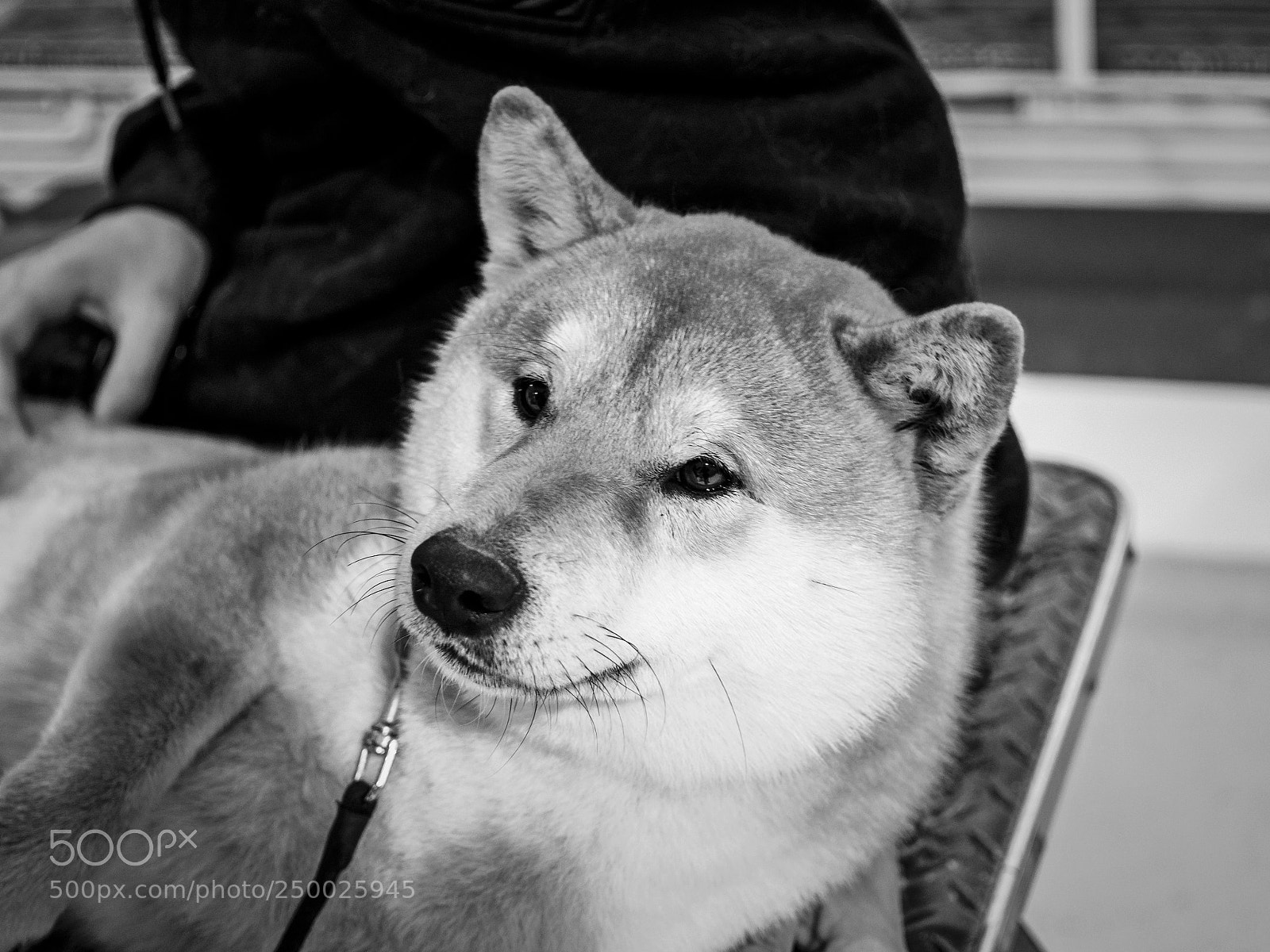 Olympus OM-D E-M10 II sample photo. Shiba inu photography