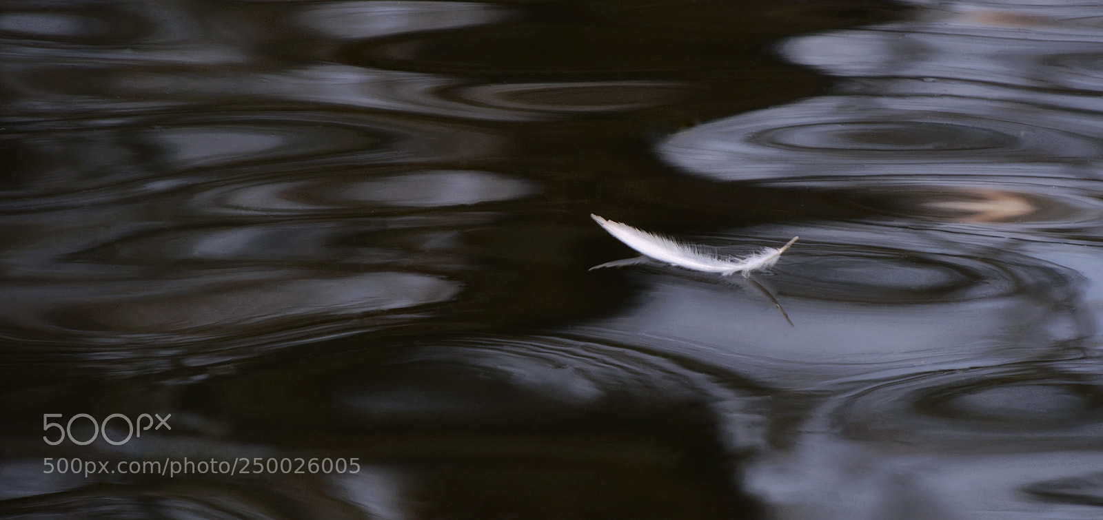Nikon D810 sample photo. Untitled photography