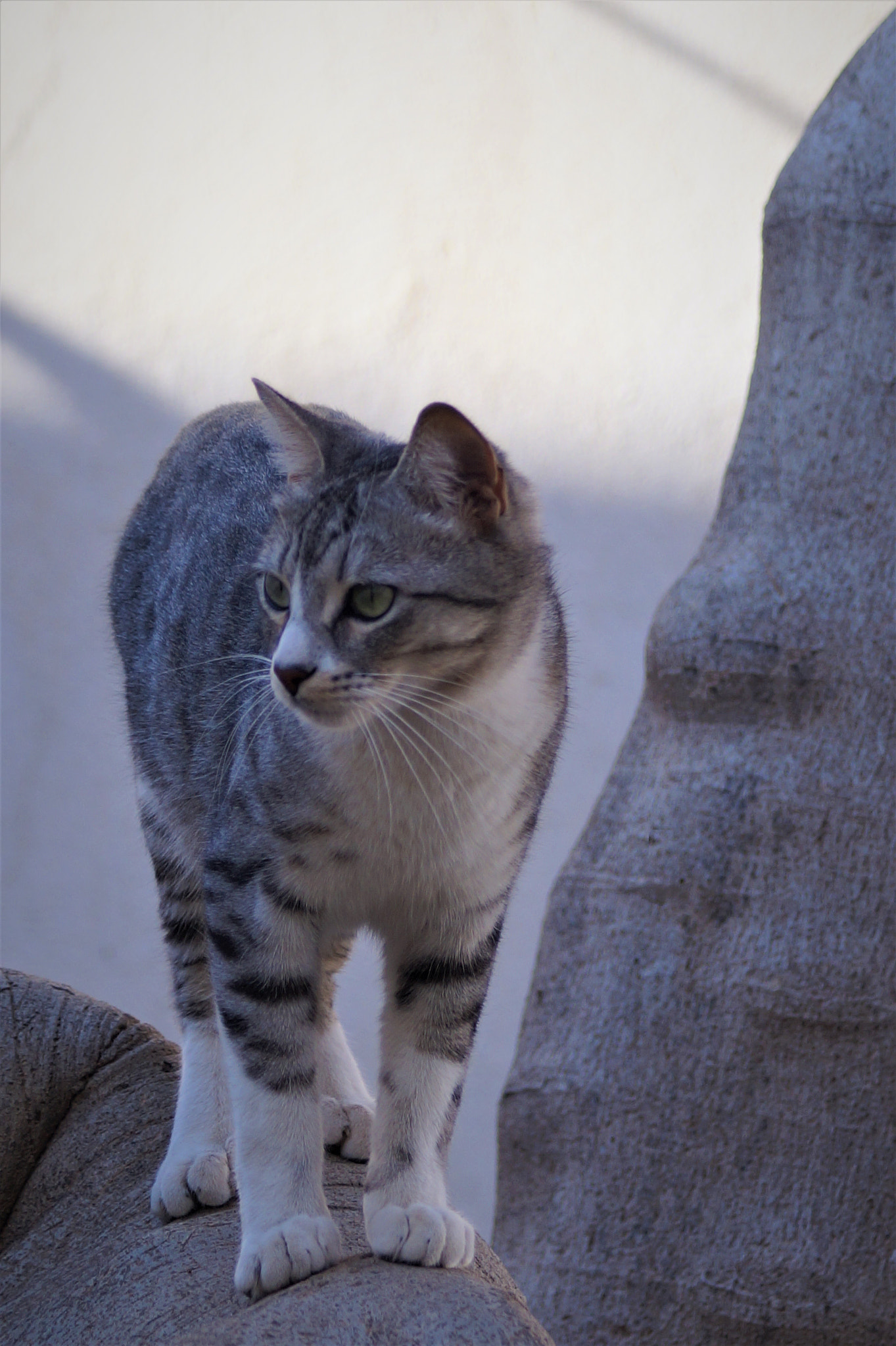 Sony DT 55-200mm F4-5.6 SAM sample photo. Untitled photography