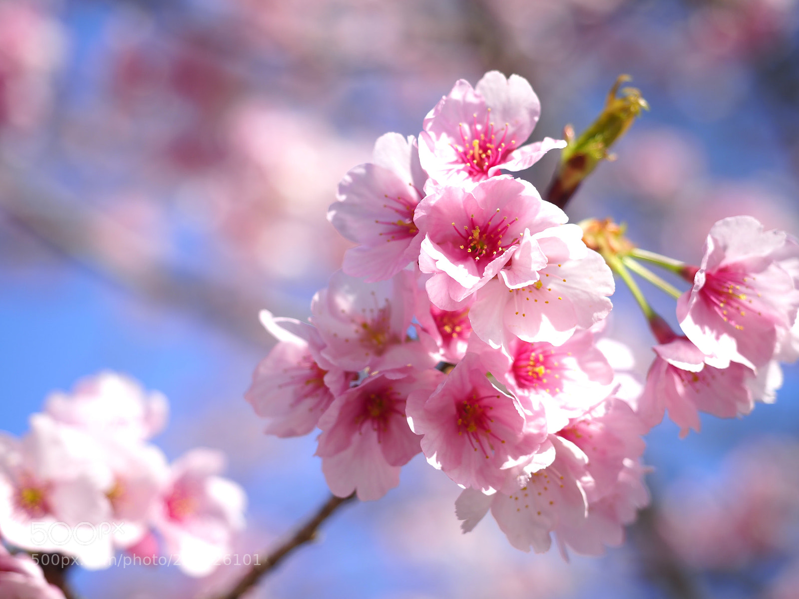 Olympus OM-D E-M1 Mark II sample photo. Sakura(cherry blossoms) photography