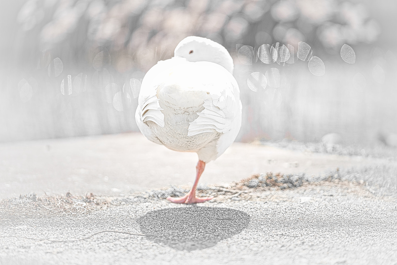Sony a7R III sample photo. Spring starts, goose couple photography