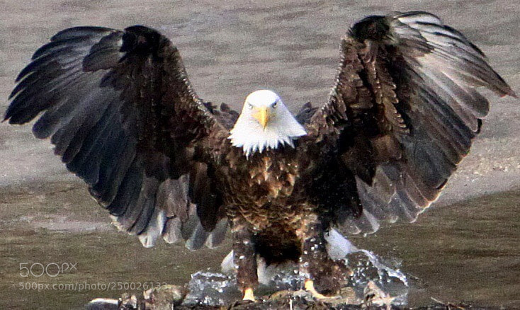 Canon EOS 50D sample photo. Bald  eagle photography
