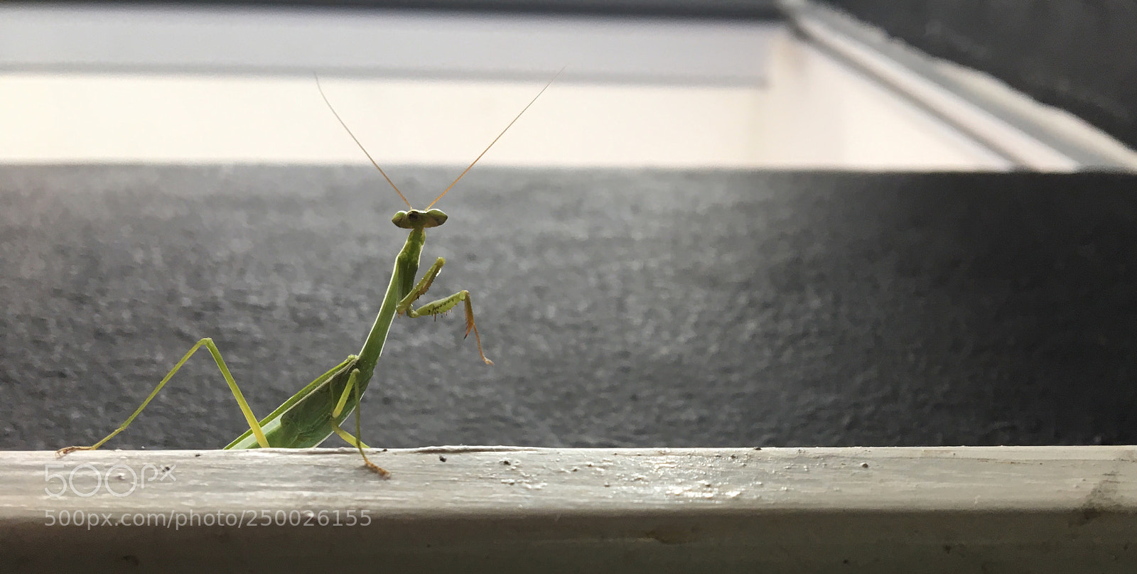 Apple iPhone 6s sample photo. Praying mantis❤️ photography