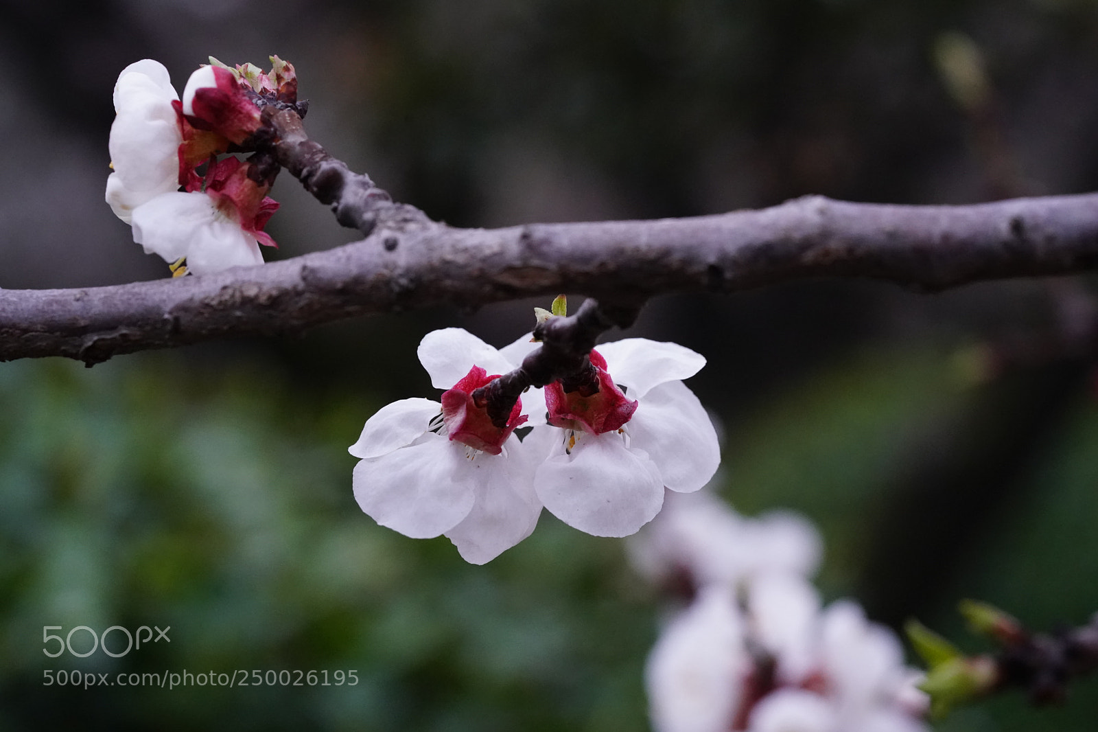 Sony a9 sample photo. Untitled photography