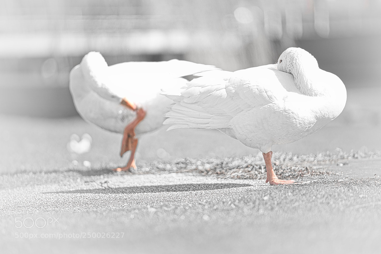 Sony a7R III sample photo. Spring starts, goose couple photography