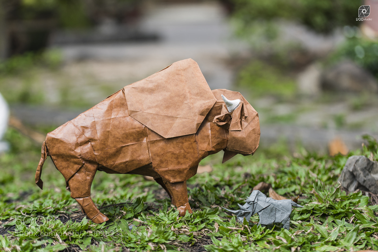Nikon D810 sample photo. Bison photography