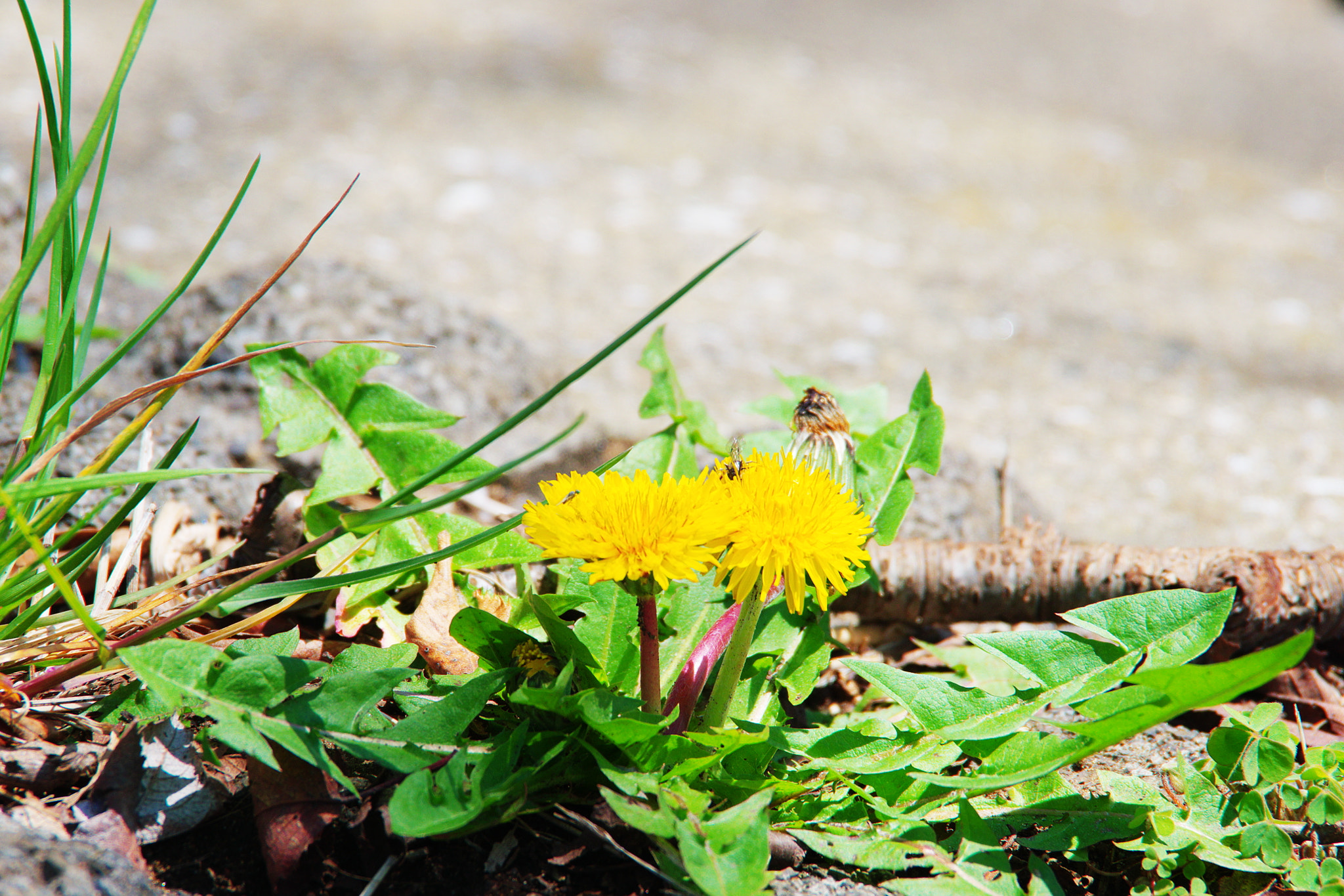 Pentax K-70 sample photo. Dandelion photography