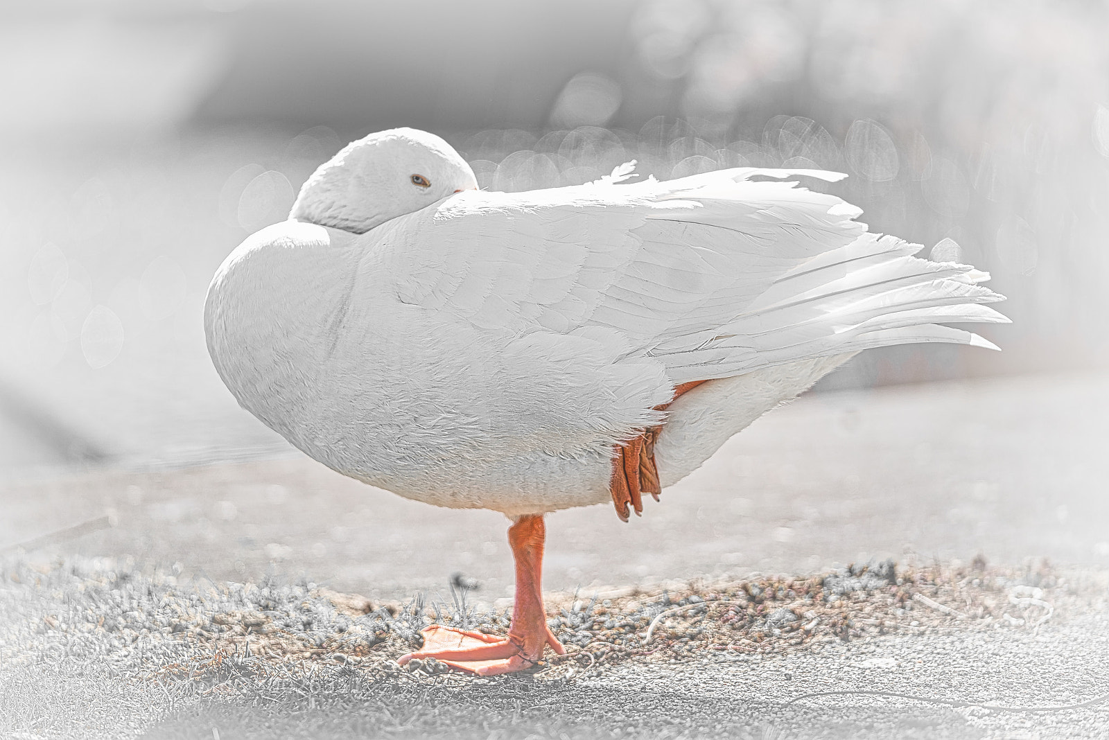 Sony a7R III sample photo. Spring starts, goose couple photography