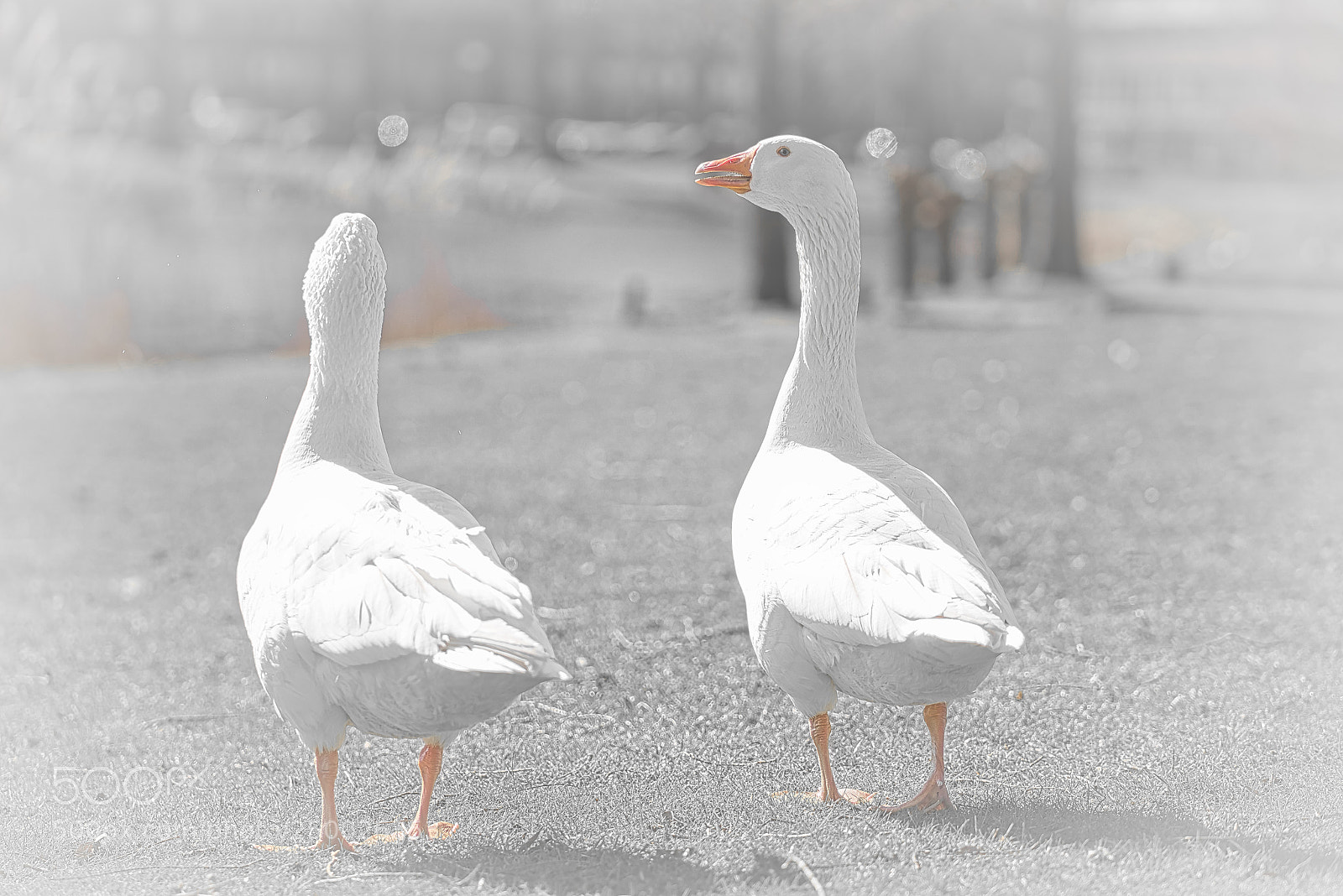 Sony a7R III sample photo. Spring starts, goose couple photography