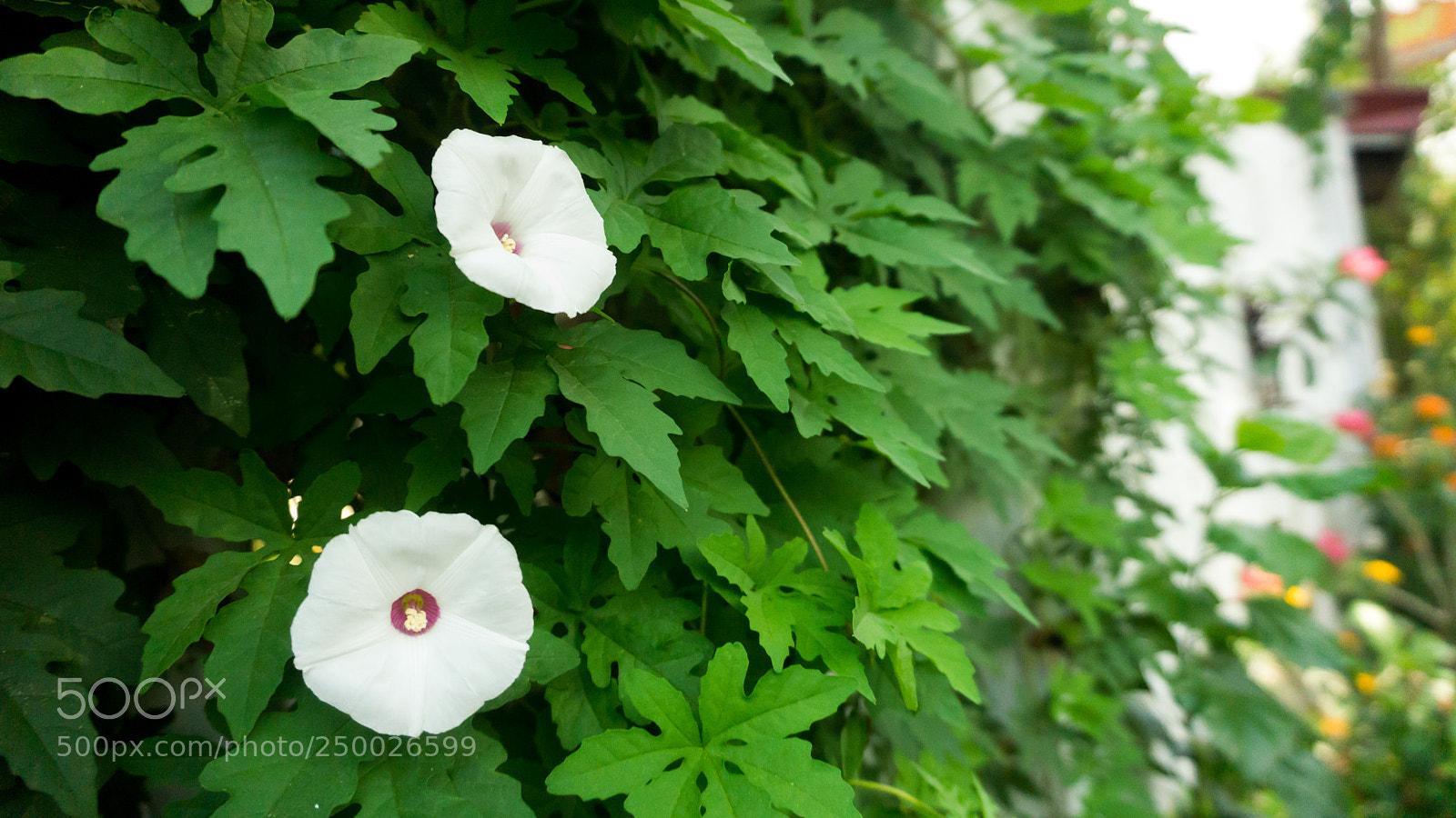 Sony a6000 sample photo. Unplanned beauty photography