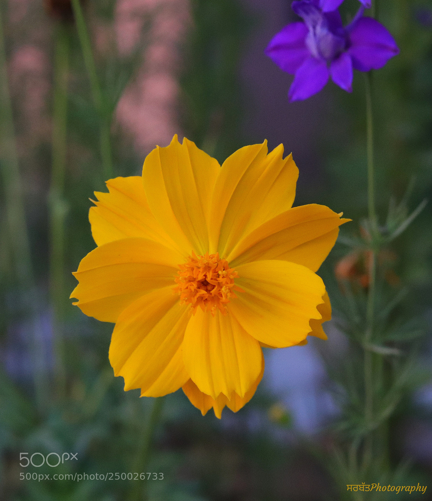 Canon EOS 77D (EOS 9000D / EOS 770D) sample photo. Beauty in the garden photography