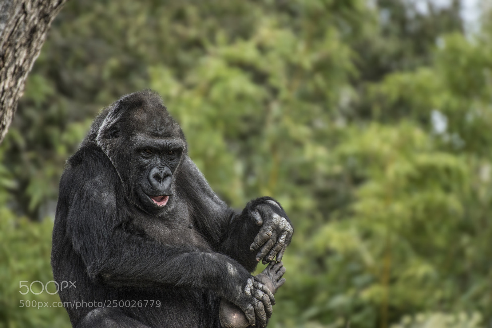 Nikon D610 sample photo. Female gorilla at zoo photography