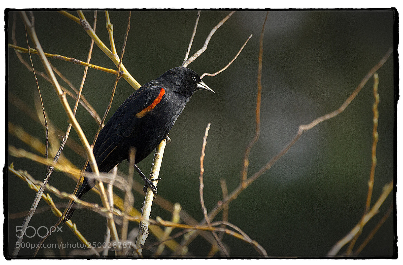 Canon EOS 7D sample photo. Bicolored red winged blackbird 3. photography