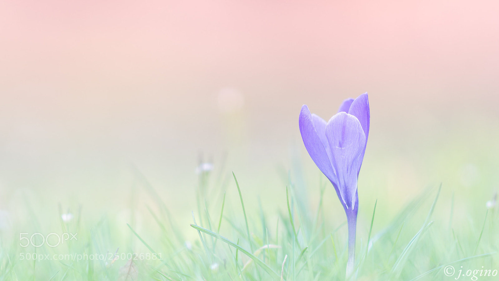 Sony a99 II sample photo. ＊＊＊ photography