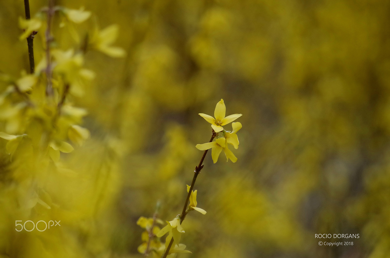 smc PENTAX-DA L 50-200mm F4-5.6 ED sample photo. Spring photography