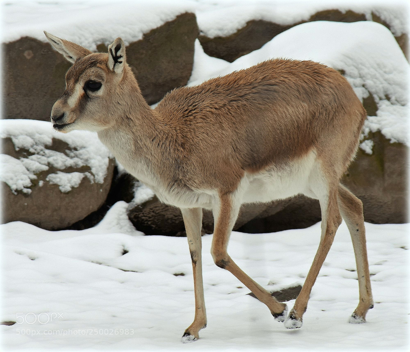 Nikon D810 sample photo. "peacefull" photography
