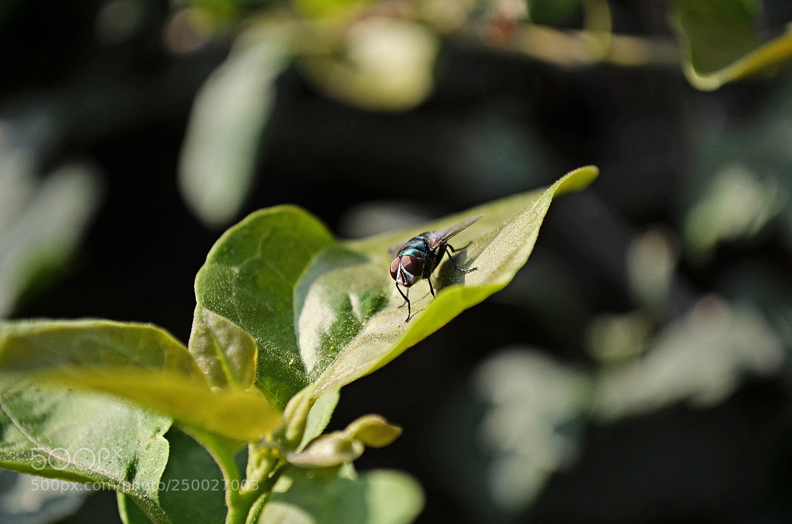Nikon D5100 sample photo. Insecto photography