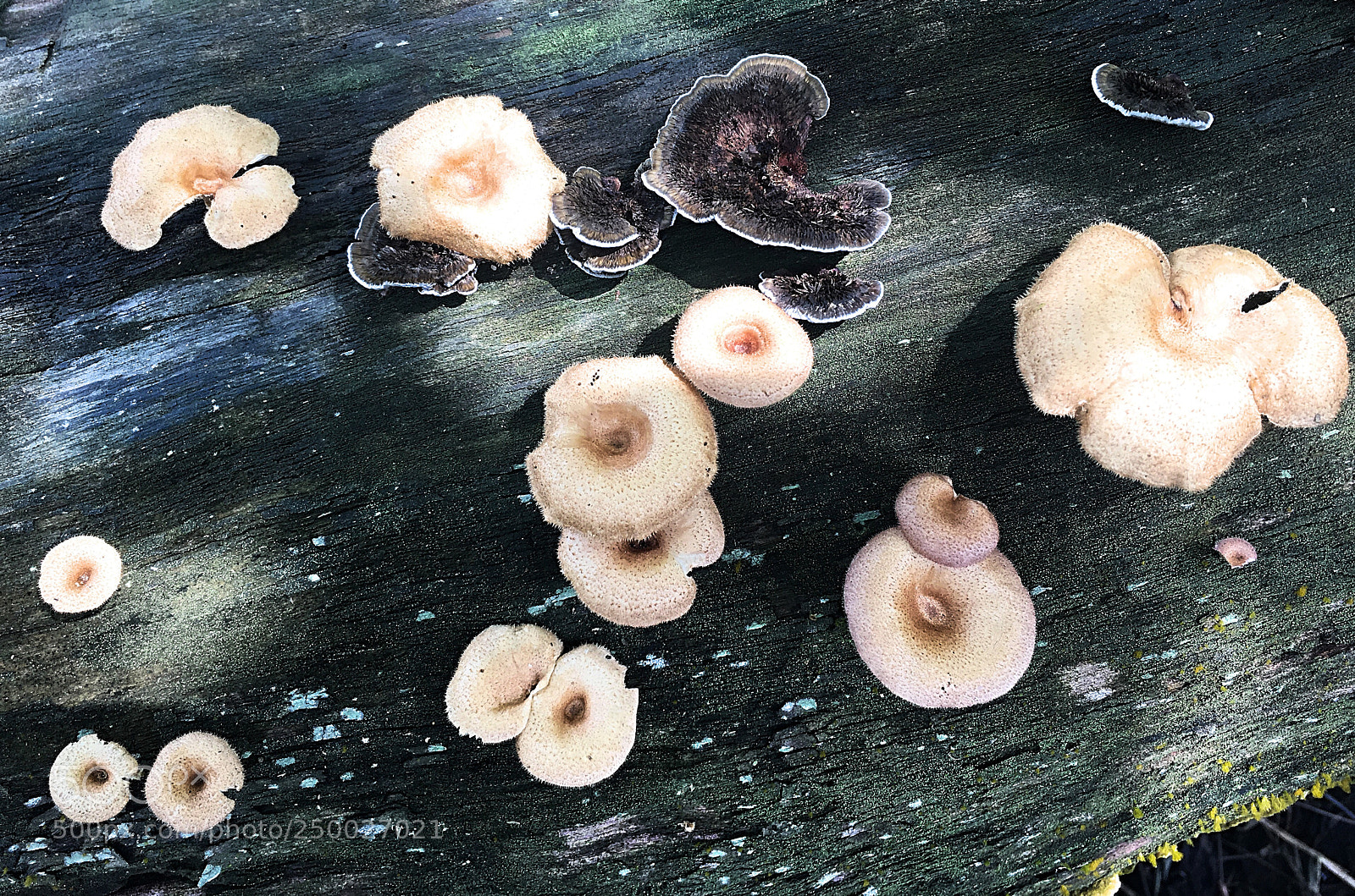 Apple iPhone 6s sample photo. Hongos amazónicos. photography