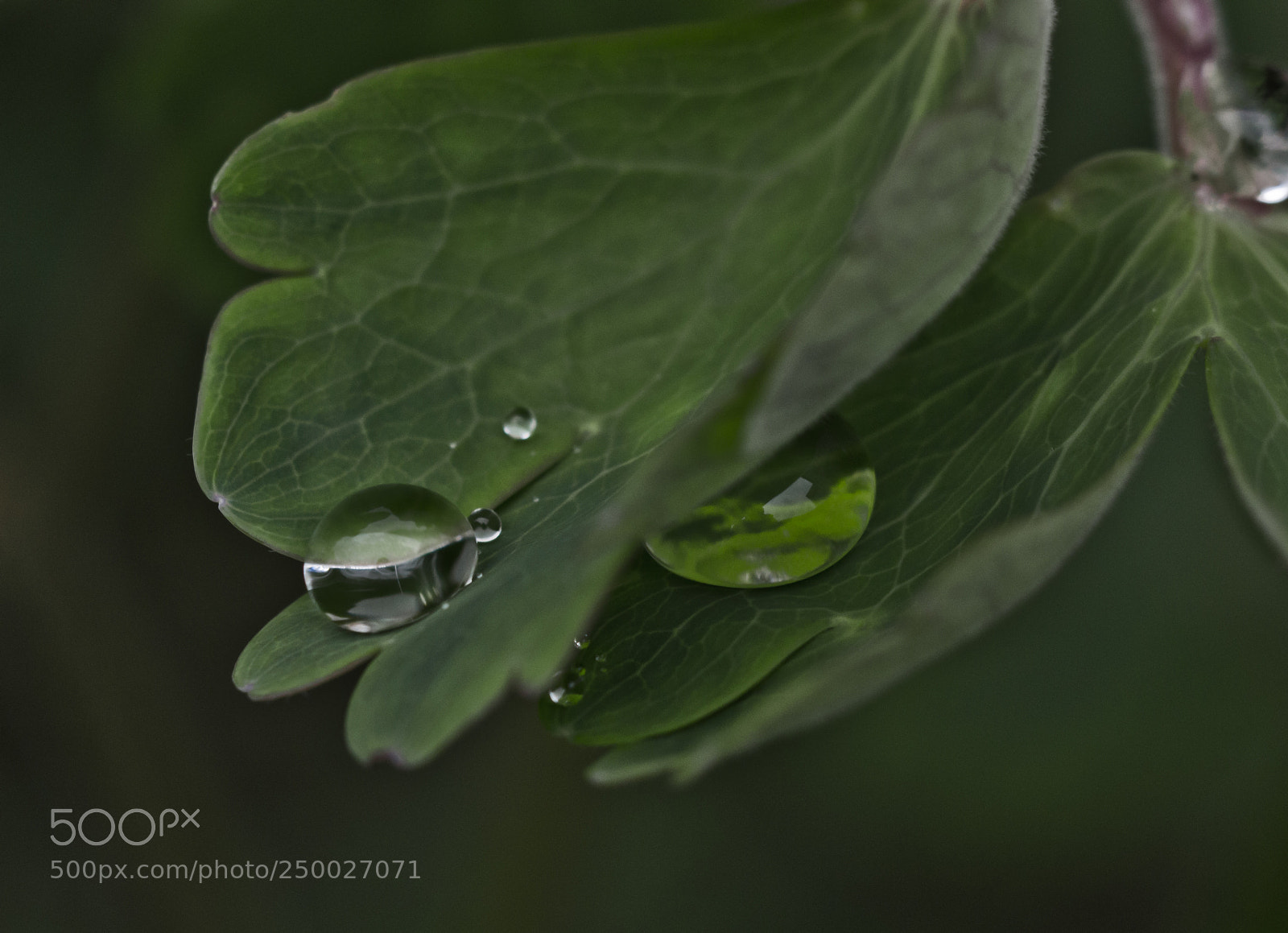 Nikon D7000 sample photo. Residual rain photography