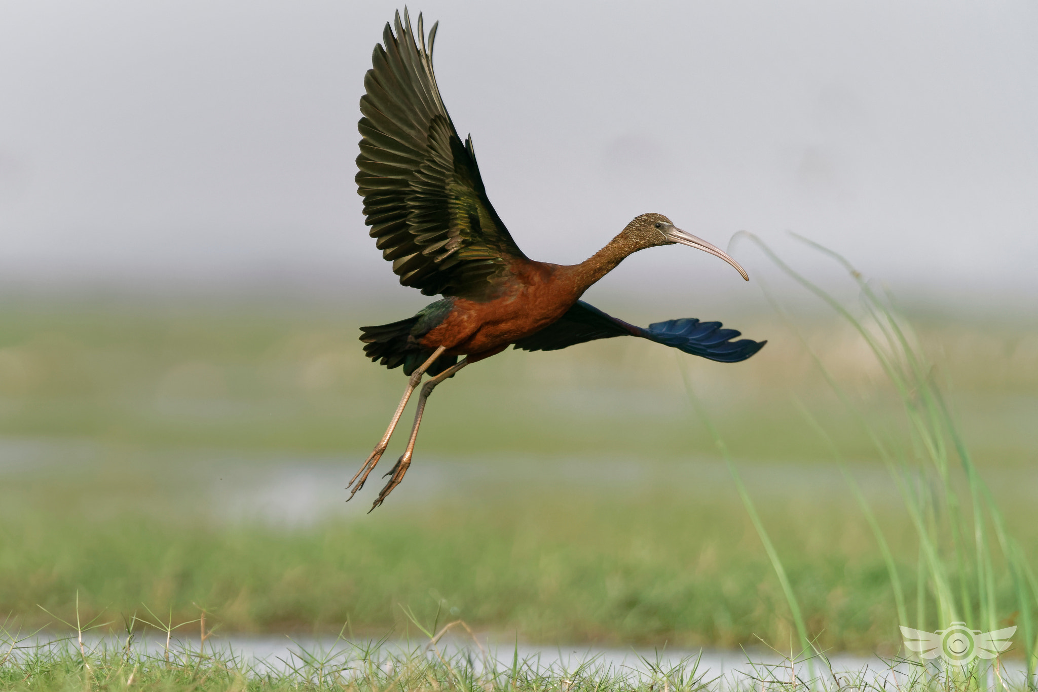 Sony a99 II + Sony 500mm F4 G SSM sample photo. Glossy ibis take off photography