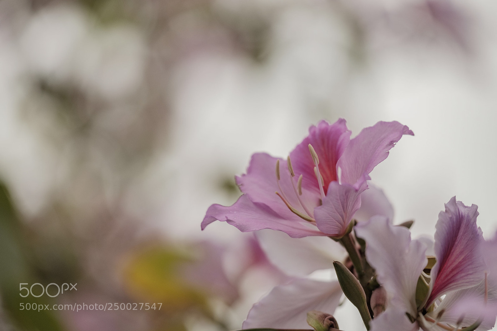 Fujifilm X-T1 sample photo. Untitled photography