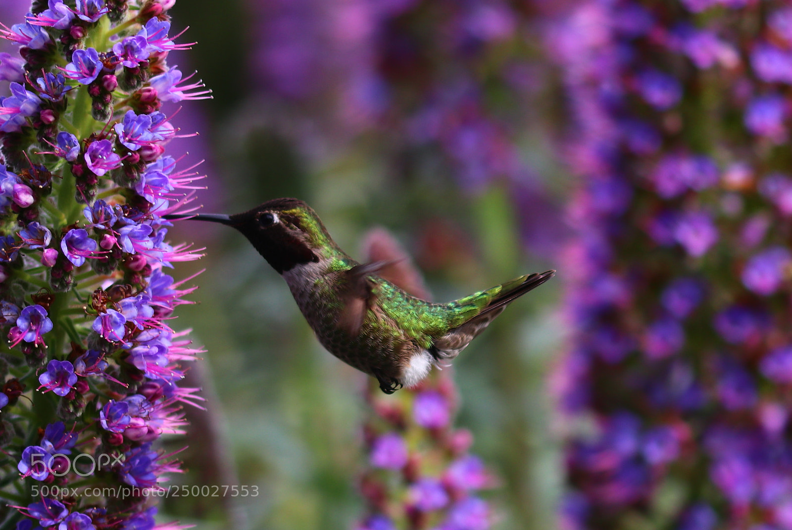 Canon EOS 80D sample photo. Hummingbird macro in spring photography