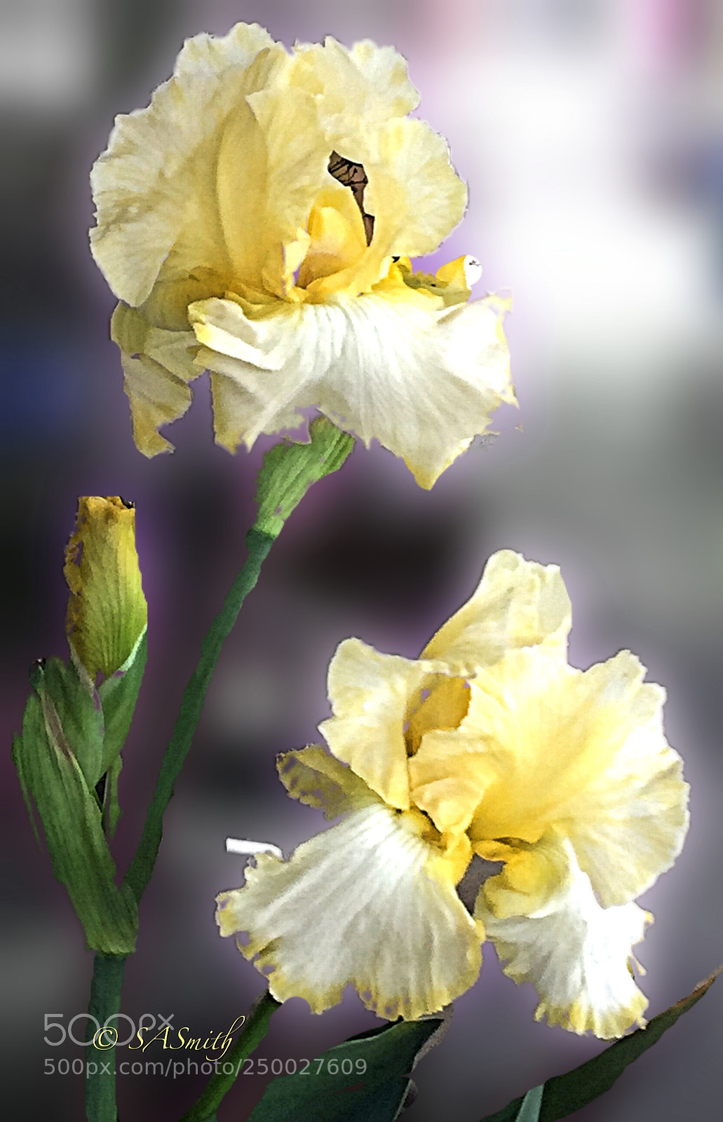 Apple iPhone 6 sample photo. Spring day photography