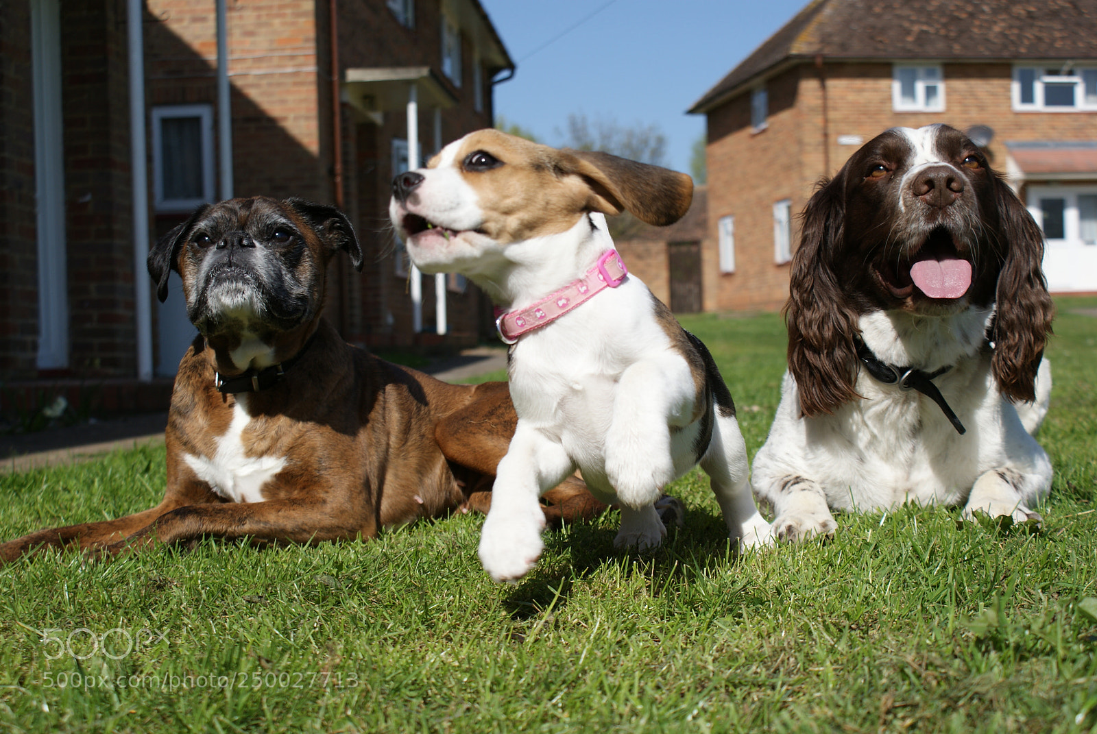 Sony DT 18-70mm F3.5-5.6 sample photo. Young pup photography