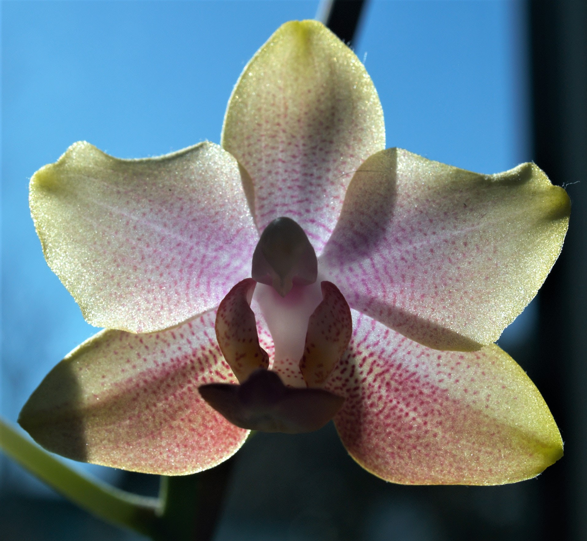 Olympus E-1 sample photo. Phalaenopsis photography