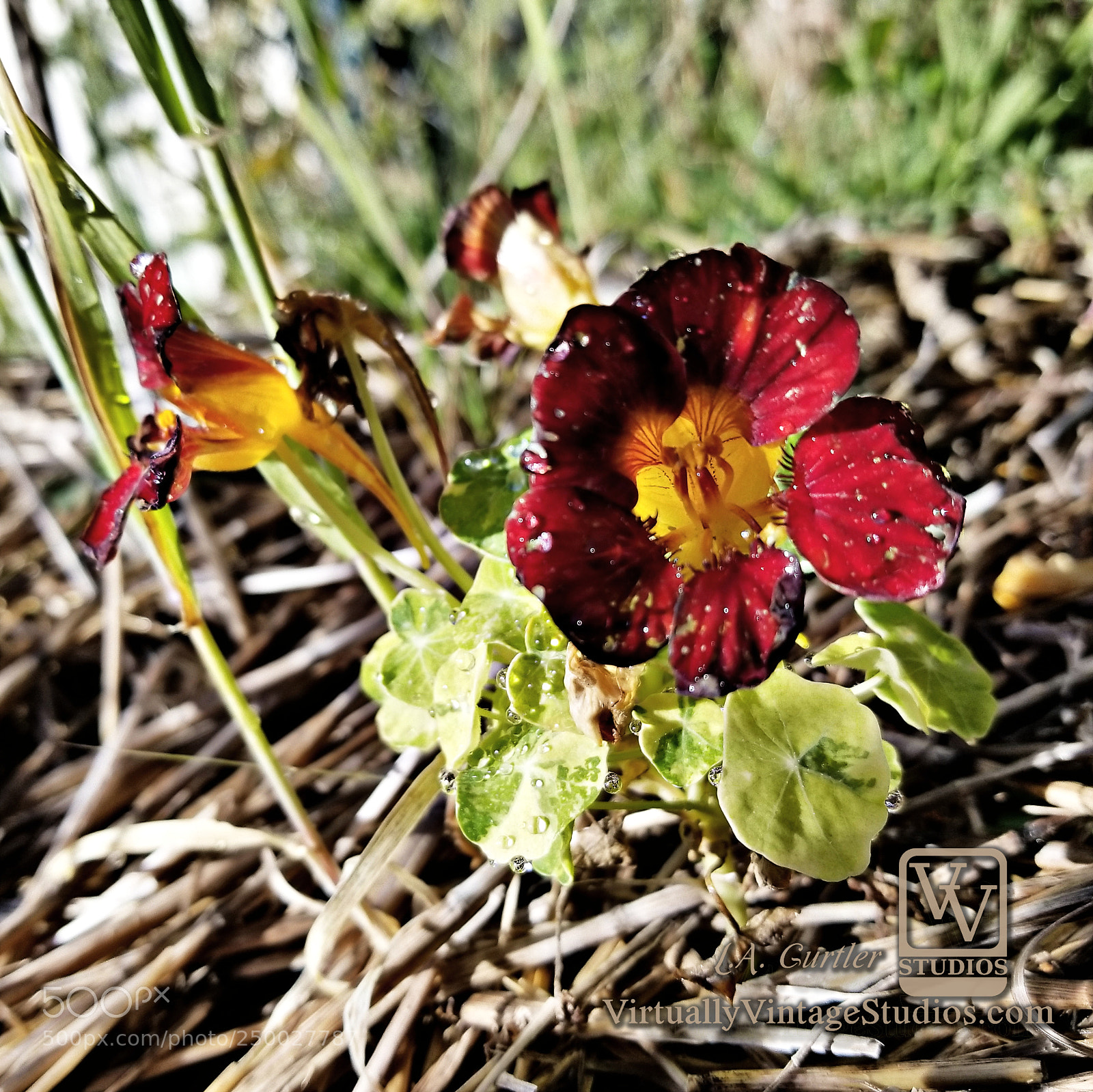 Samsung Galaxy S8 sample photo. Nasturtium bloom photography