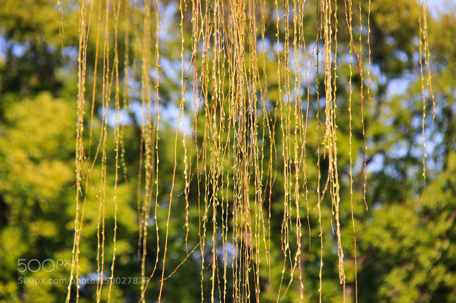 Canon EOS 600D (Rebel EOS T3i / EOS Kiss X5) sample photo. 一候桃始华；二候黄鹂鸣；三候鹰化为鸠。今日惊蛰。补～ photography