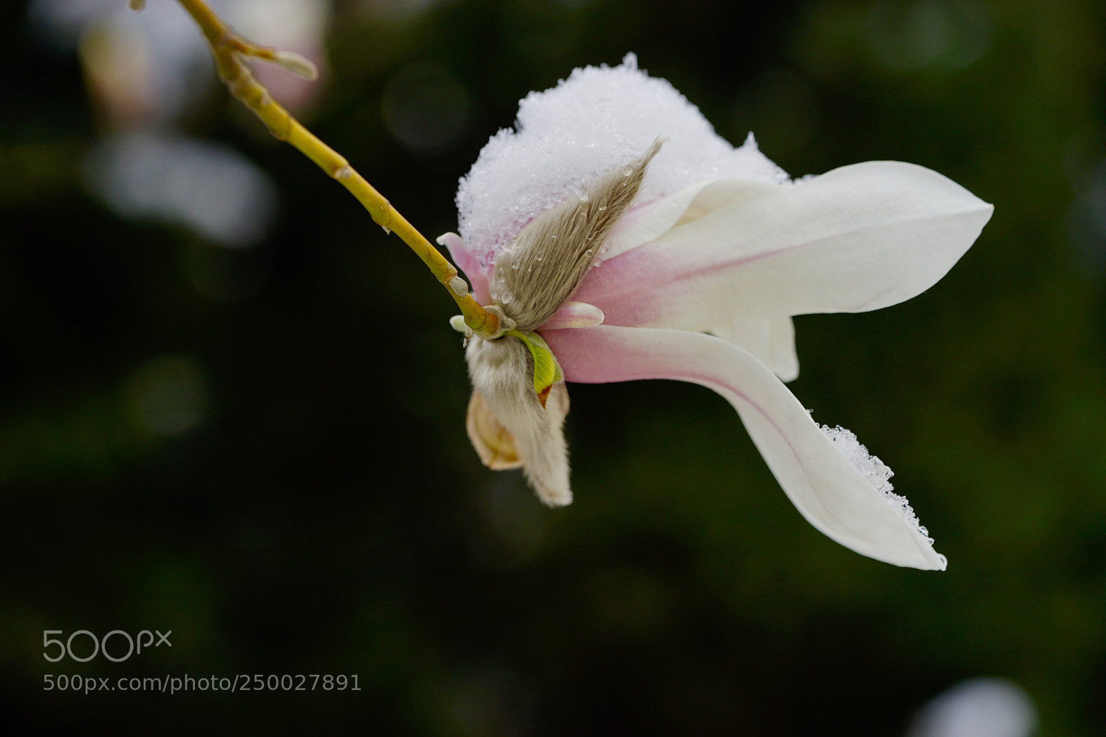 Sony a7 II sample photo. 玉兰拥雪 photography