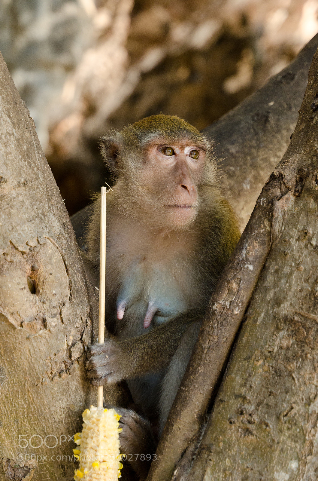 Nikon D7000 sample photo. Eating corn on at photography