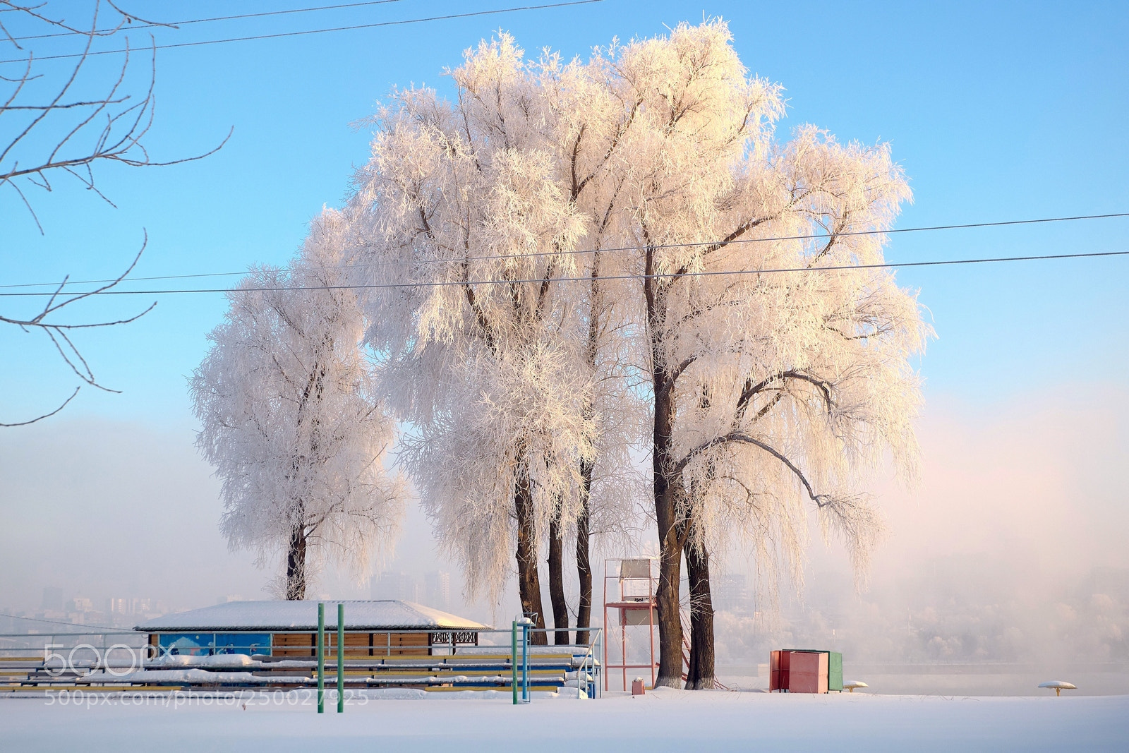 Fujifilm X-M1 sample photo. Tree in a morning photography