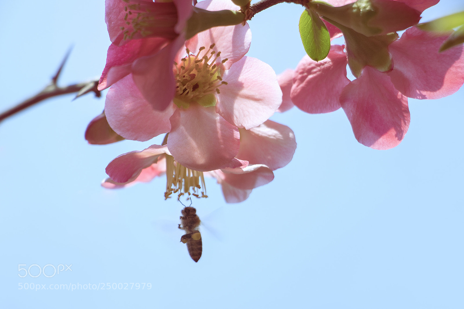 Canon EOS 80D sample photo. Busy bee Ⅴ photography