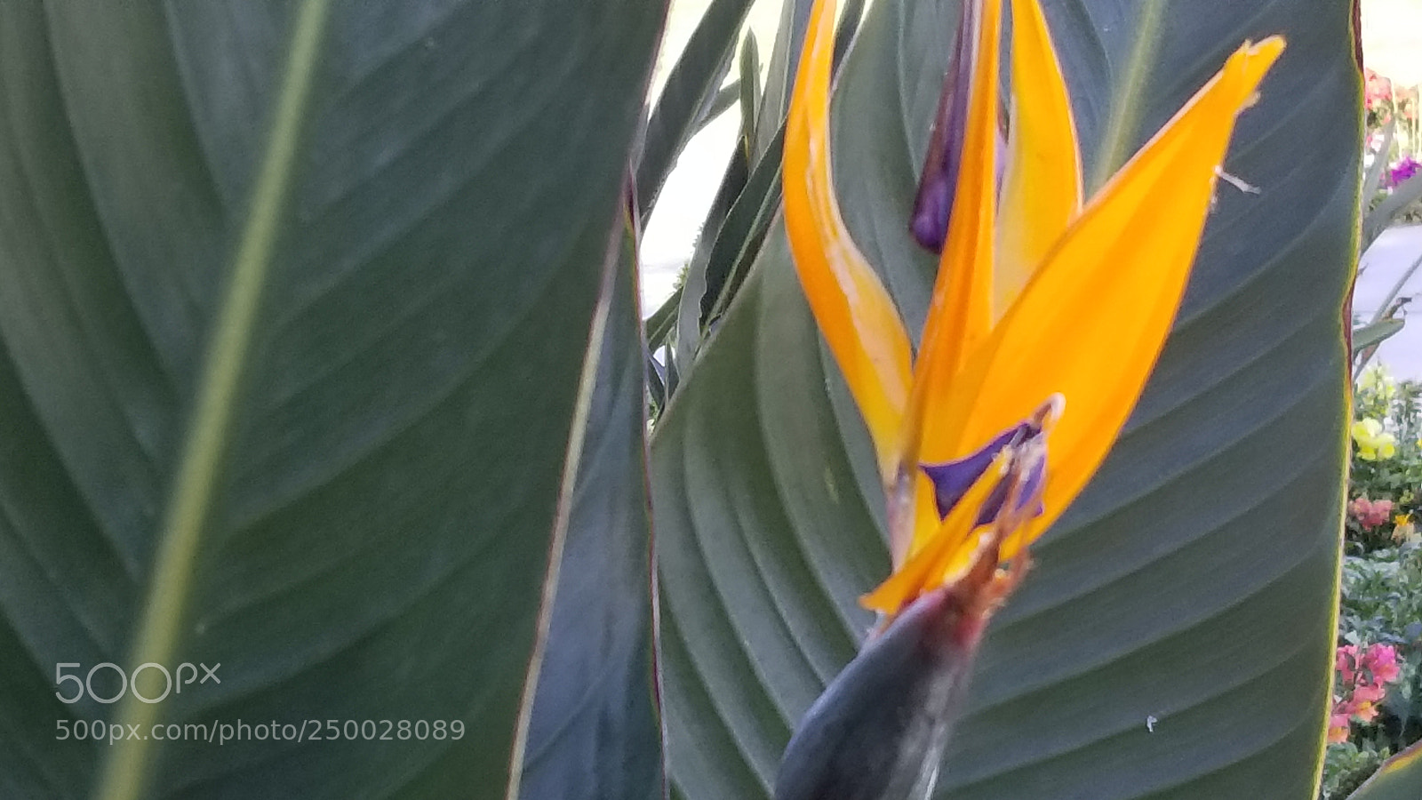 Samsung Galaxy S8+ sample photo. Untitled photography