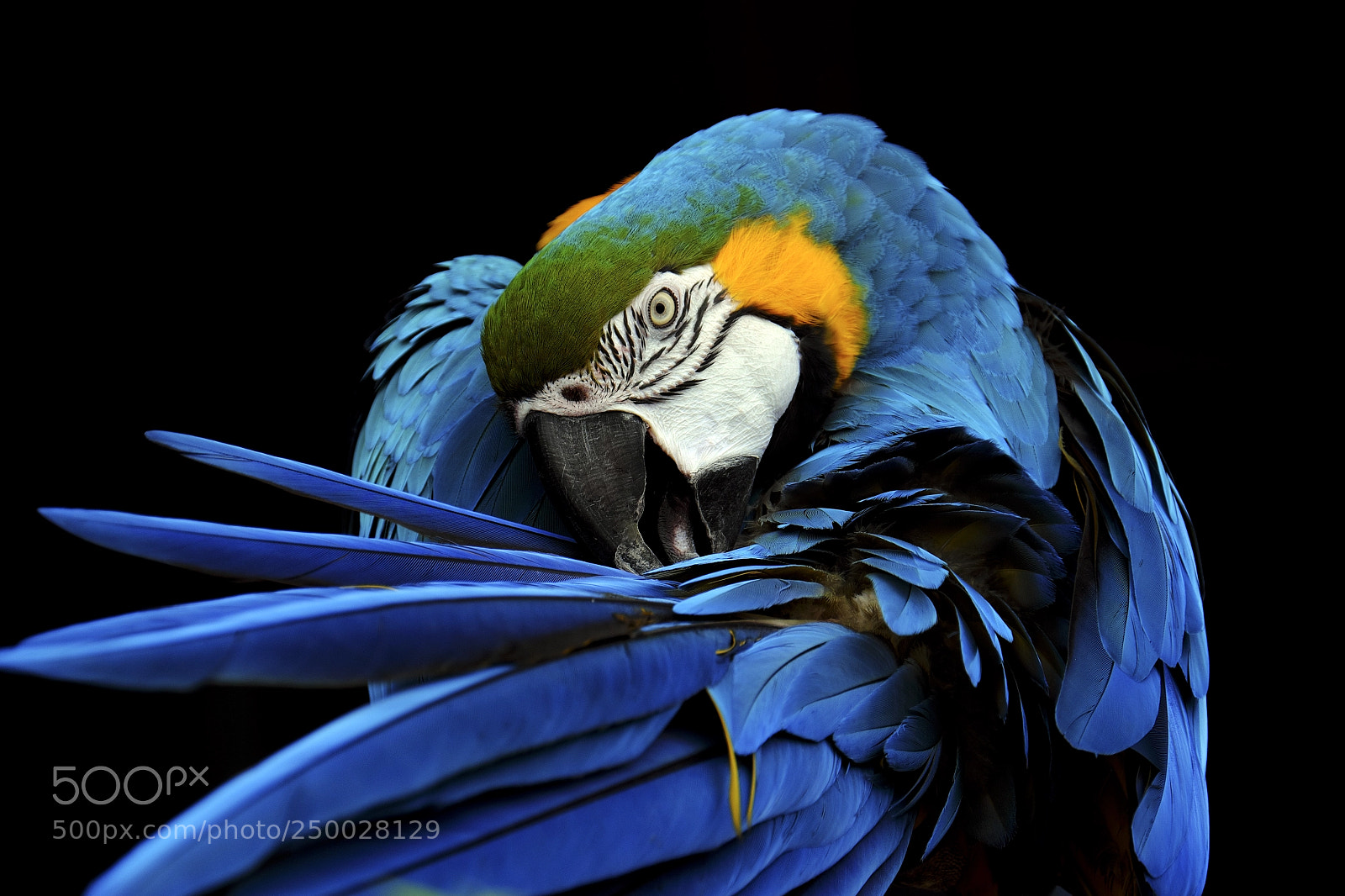Fujifilm X-T1 sample photo. Gold and blue macaw photography