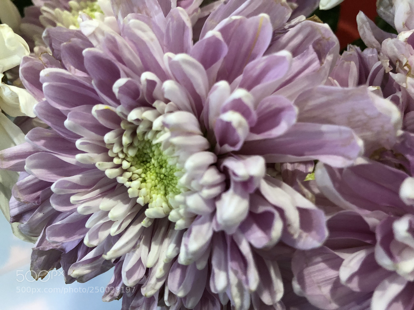 Apple iPhone 8 Plus sample photo. Flower’s vibe  photography