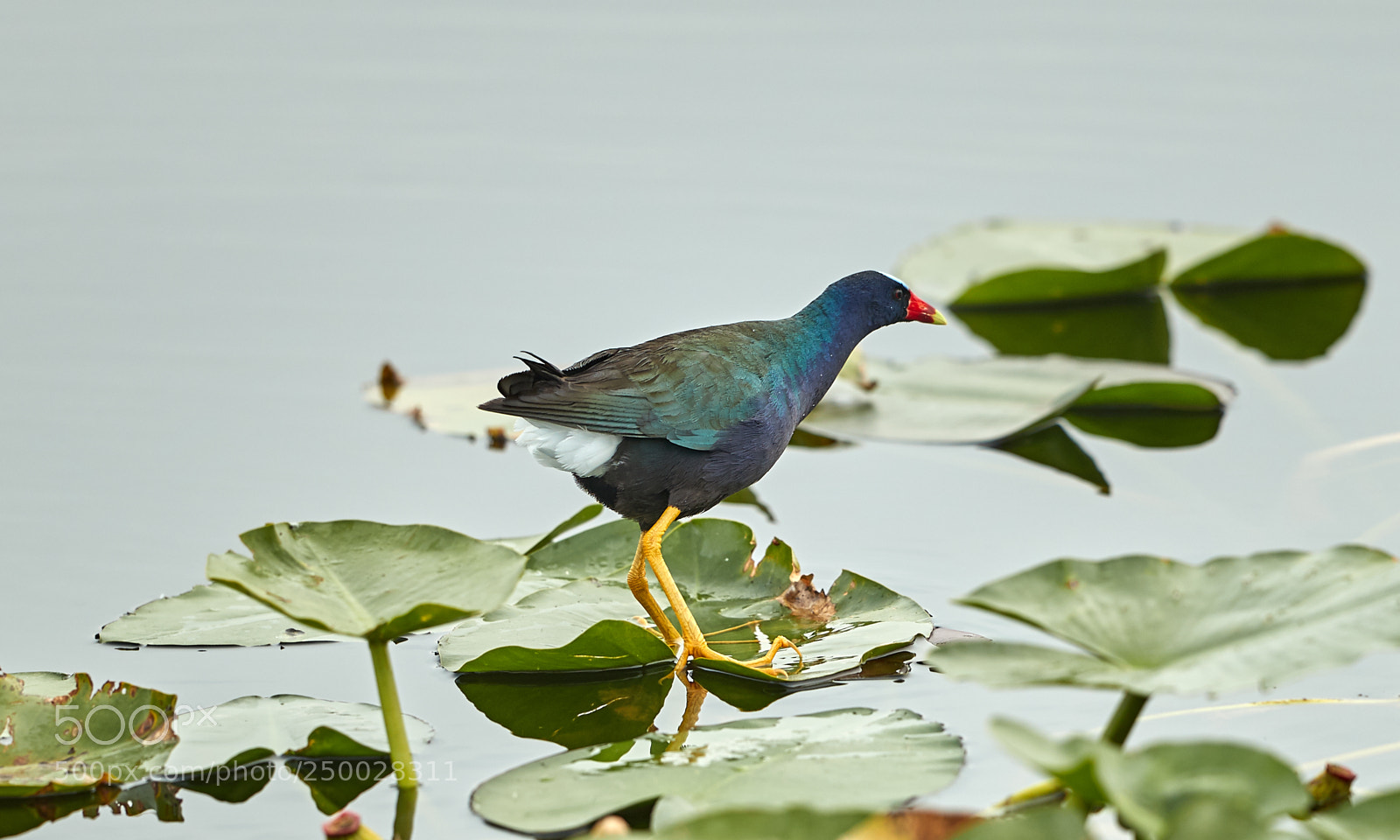 Canon EOS-1D X Mark II sample photo. 03-20-18-0008594.jpg photography