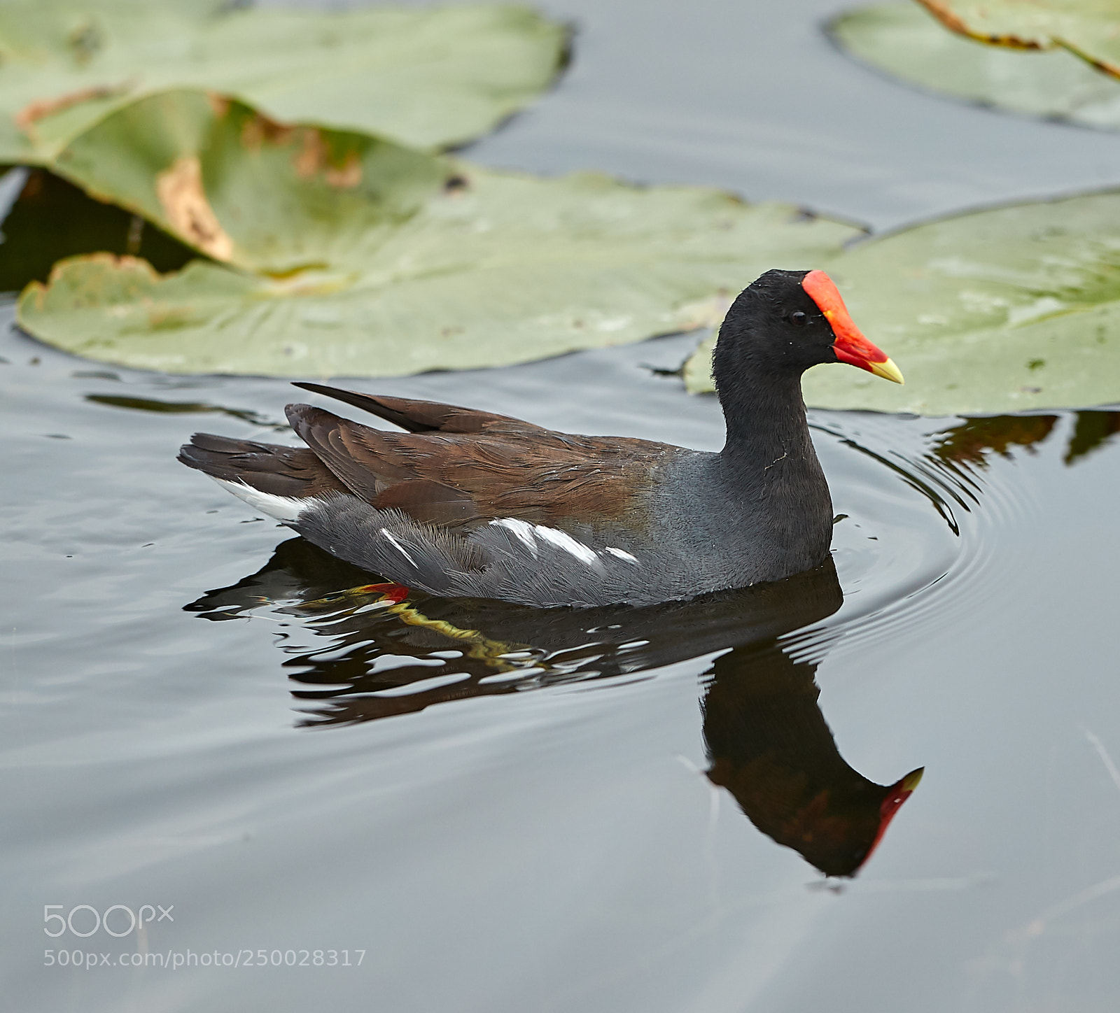 Canon EOS-1D X Mark II sample photo. 03-20-18-0008590.jpg photography